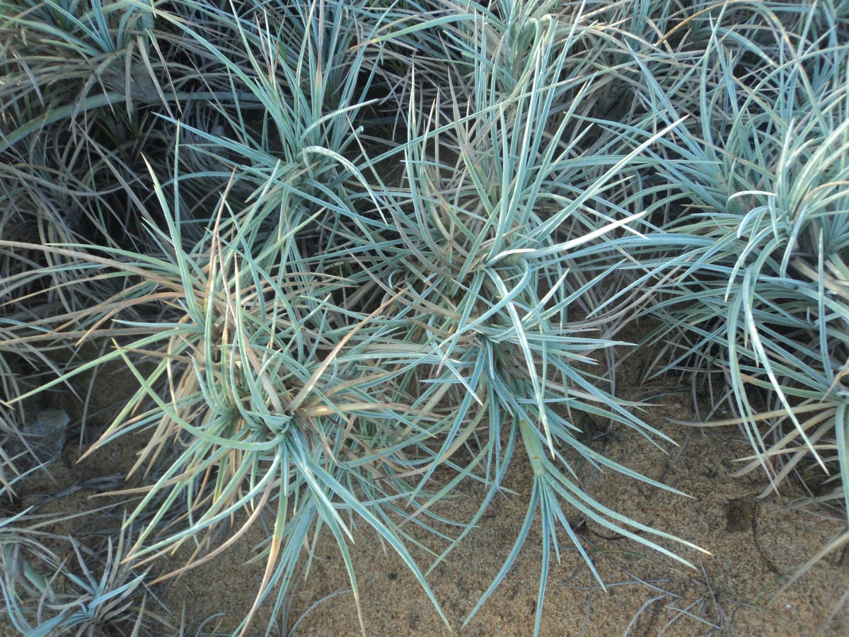 Spinifex